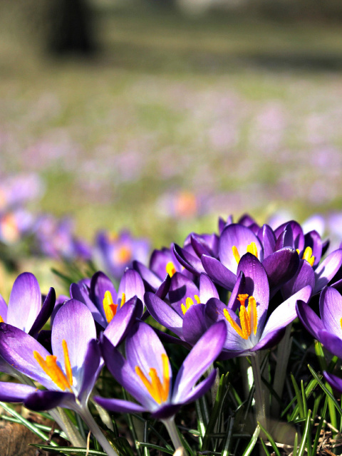 Fondo de pantalla Crocus purple flowers 480x640