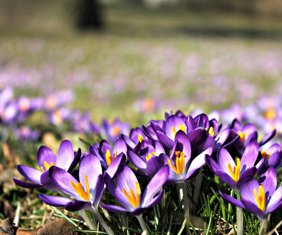 Обои Crocus purple flowers 960x800