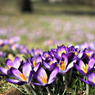 Crocus purple flowers sfondi gratuiti per iPad 3