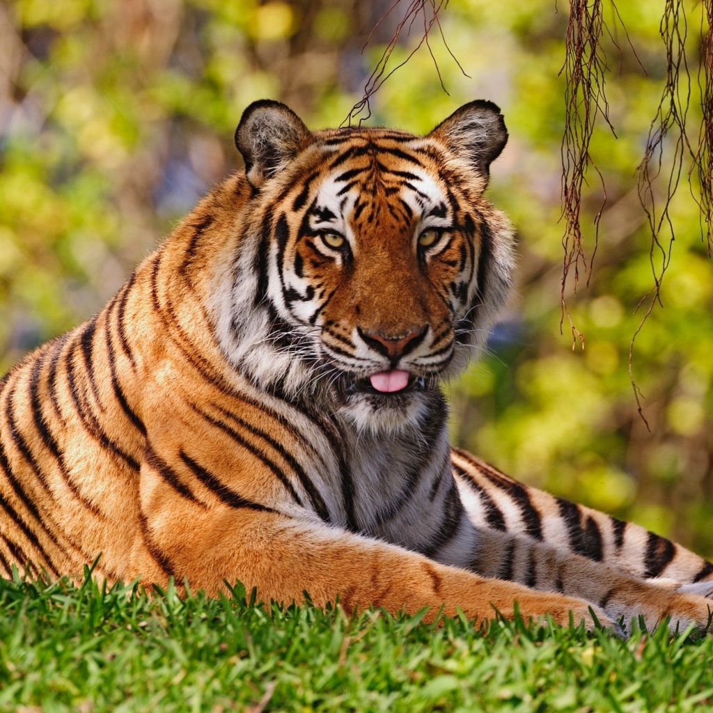 Royal Bengal Tiger in Dhaka Zoo wallpaper 1024x1024
