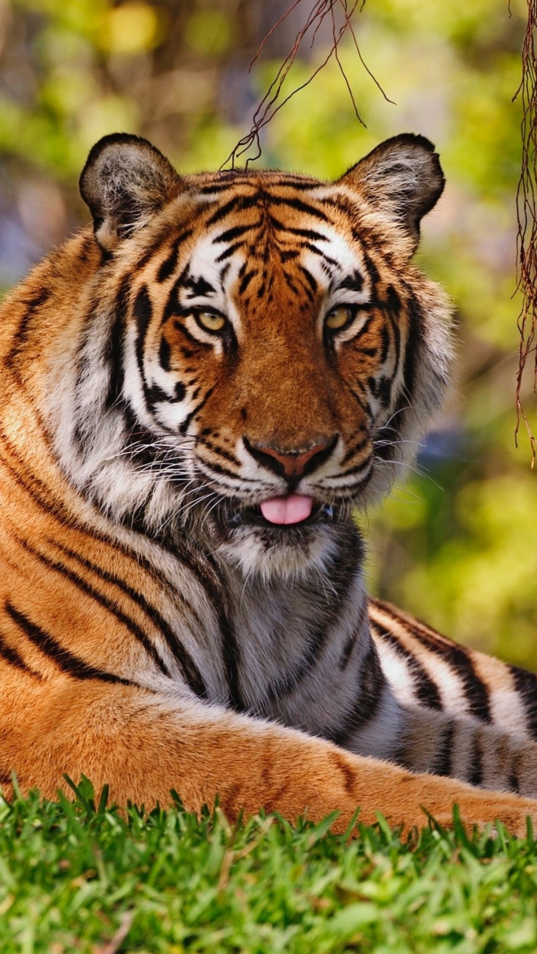 Royal Bengal Tiger in Dhaka Zoo wallpaper 1080x1920