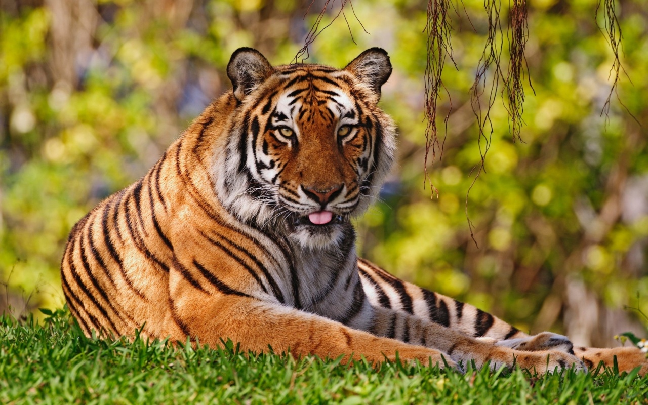 Royal Bengal Tiger in Dhaka Zoo wallpaper 1280x800