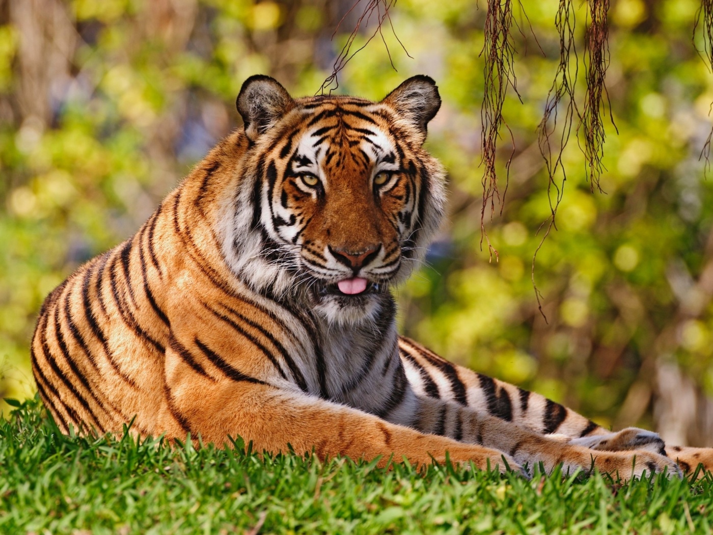 Royal Bengal Tiger in Dhaka Zoo wallpaper 1400x1050