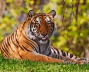 Royal Bengal Tiger in Dhaka Zoo wallpaper 176x144