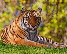 Royal Bengal Tiger in Dhaka Zoo wallpaper 220x176