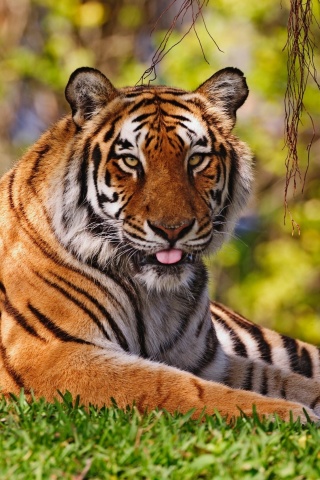 Fondo de pantalla Royal Bengal Tiger in Dhaka Zoo 320x480