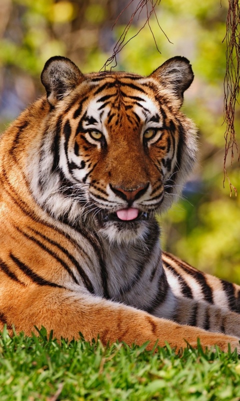 Royal Bengal Tiger in Dhaka Zoo wallpaper 480x800