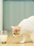 Das Milk And Cat Wallpaper 132x176