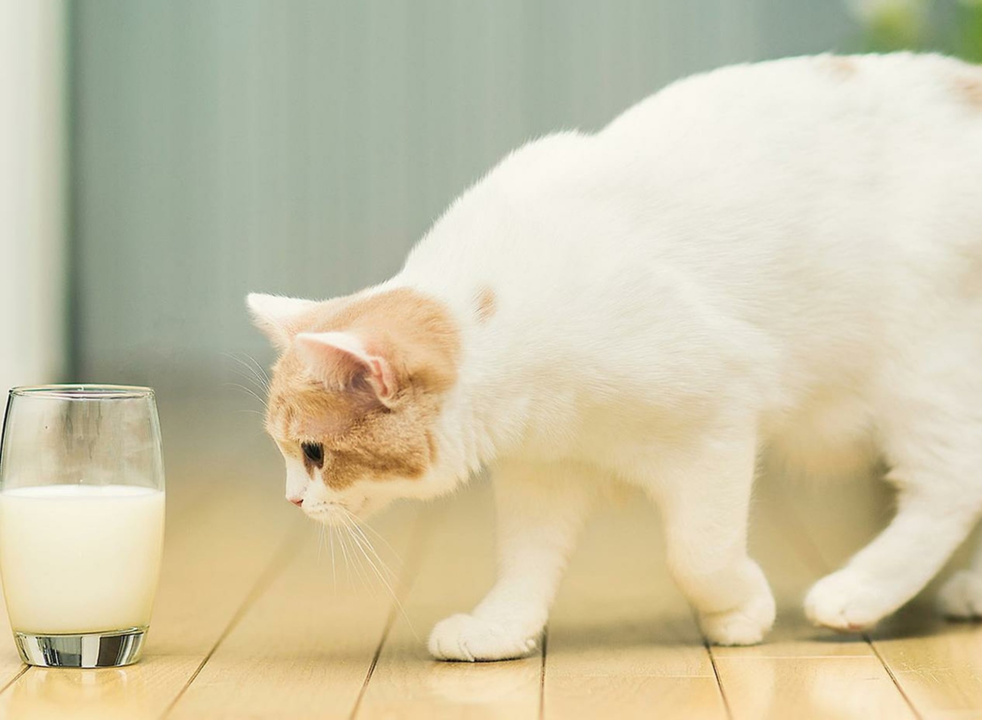 Обои Milk And Cat 1920x1408