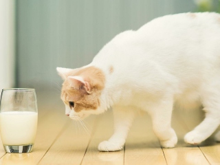 Обои Milk And Cat 320x240