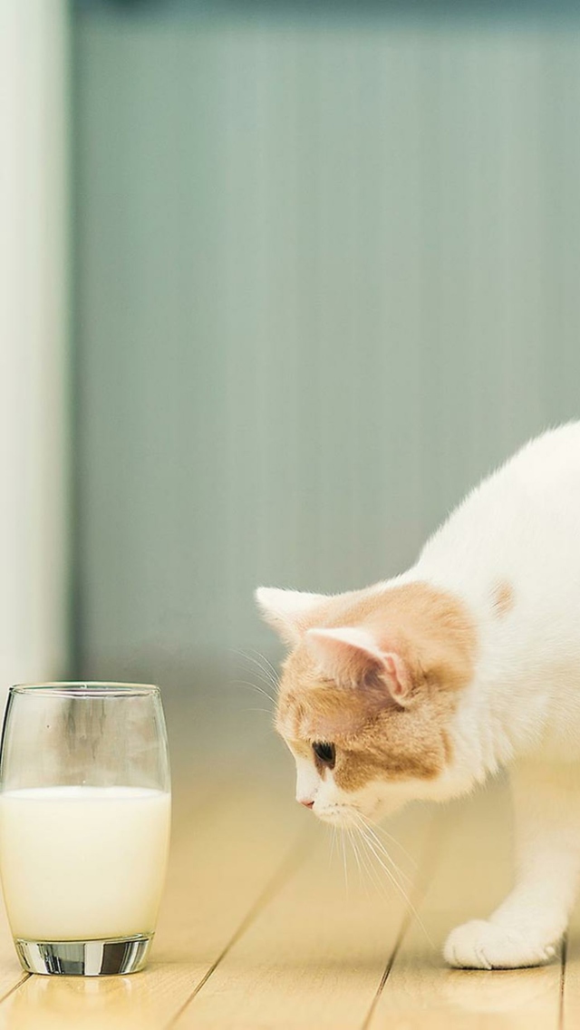 Fondo de pantalla Milk And Cat 640x1136