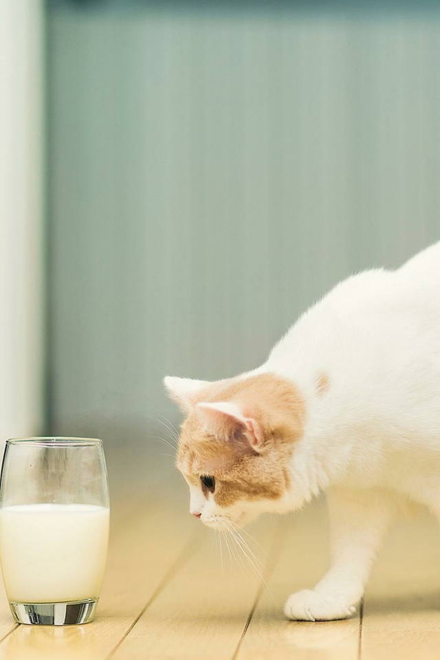 Sfondi Milk And Cat 640x960