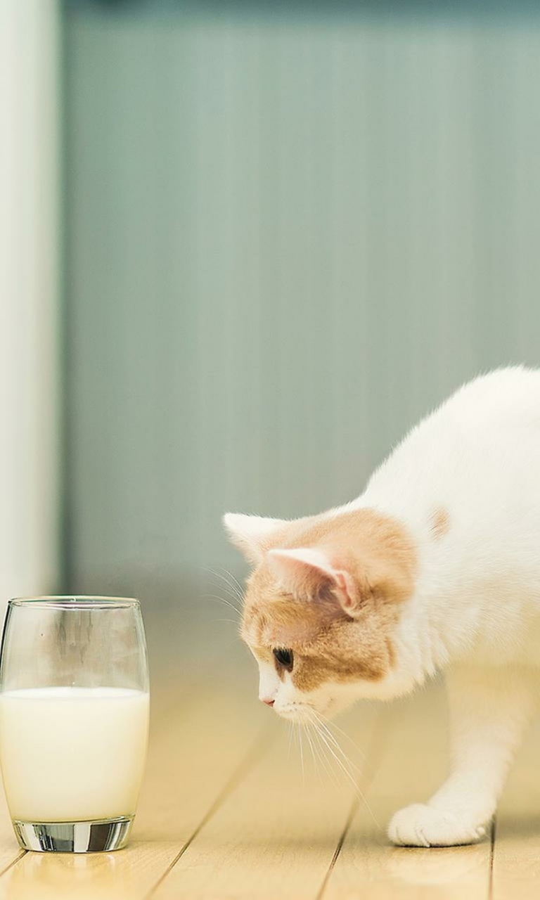 Milk And Cat wallpaper 768x1280