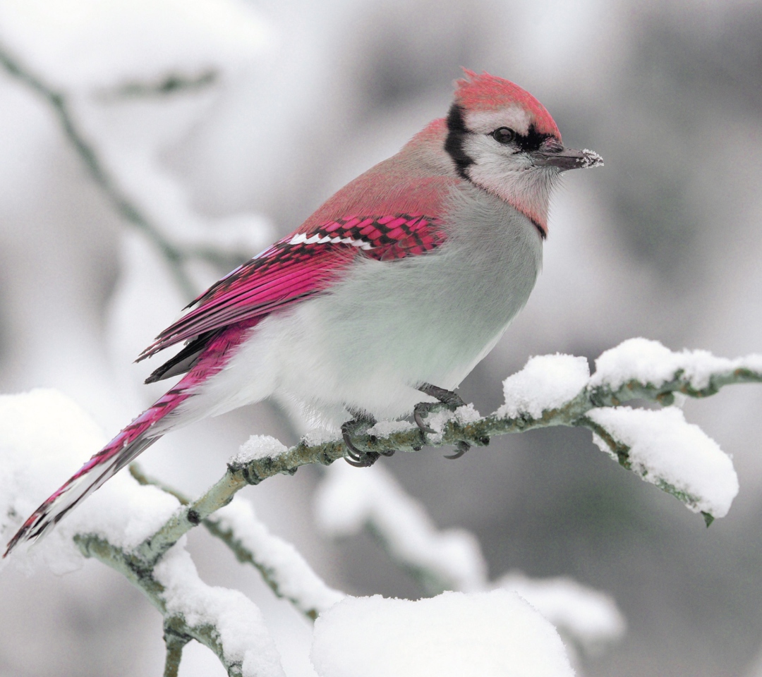 Fondo de pantalla Pink Bird 1080x960