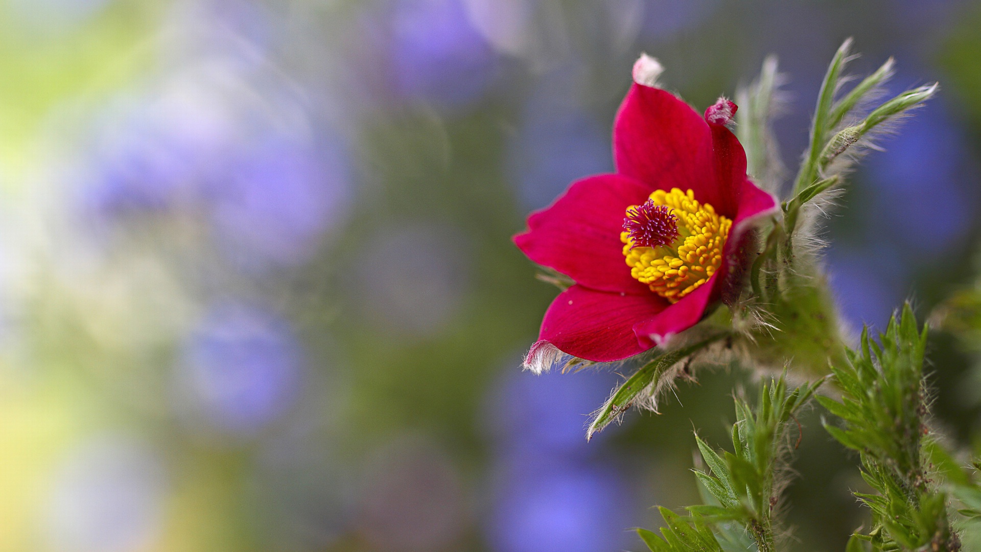 Sfondi Blurred flower photo 1920x1080