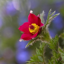 Fondo de pantalla Blurred flower photo 208x208