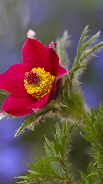 Fondo de pantalla Blurred flower photo 360x640