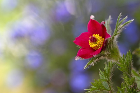 Blurred flower photo wallpaper 480x320