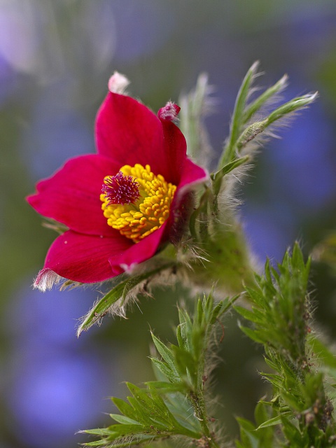 Fondo de pantalla Blurred flower photo 480x640