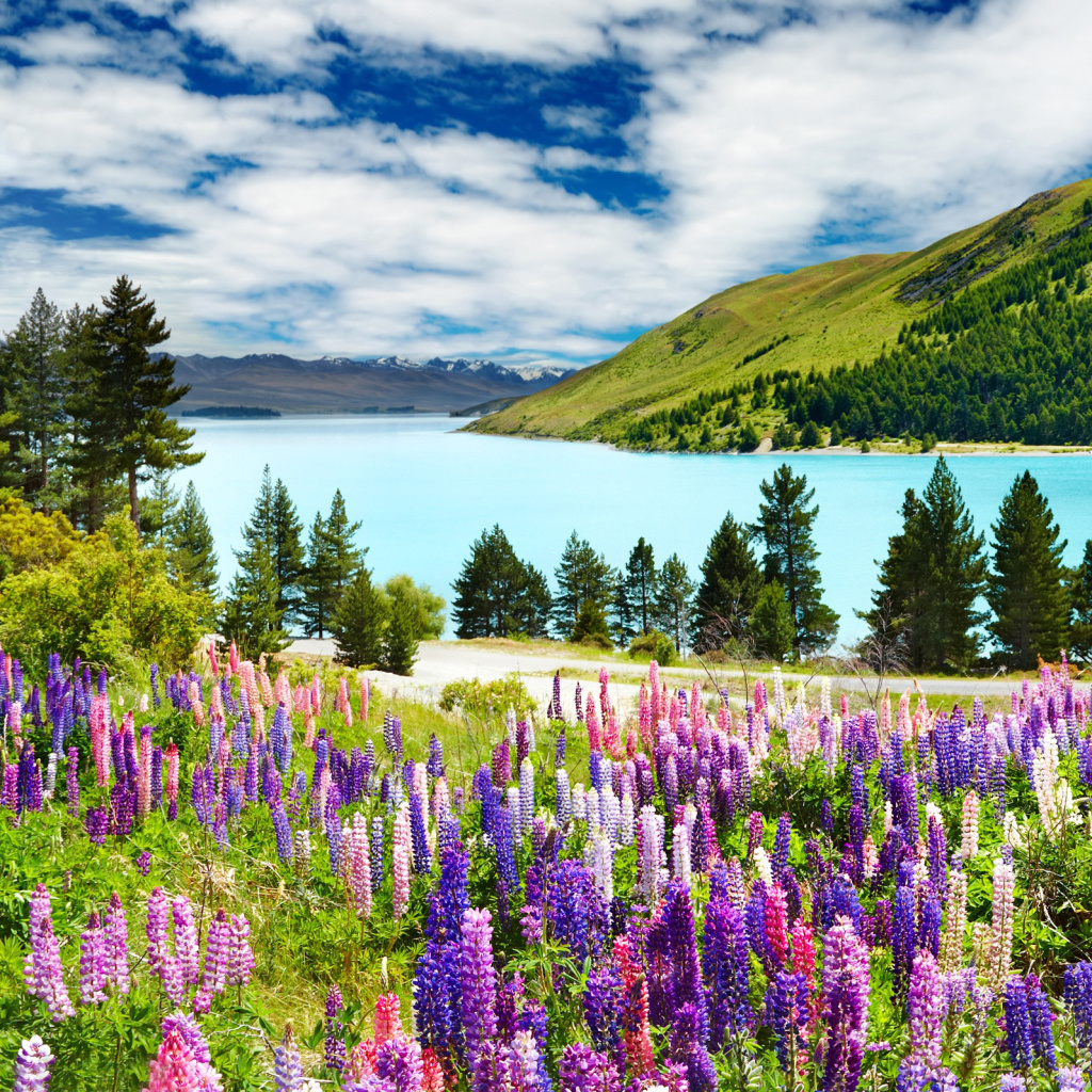 Screenshot №1 pro téma Lavender flowers in England 1024x1024