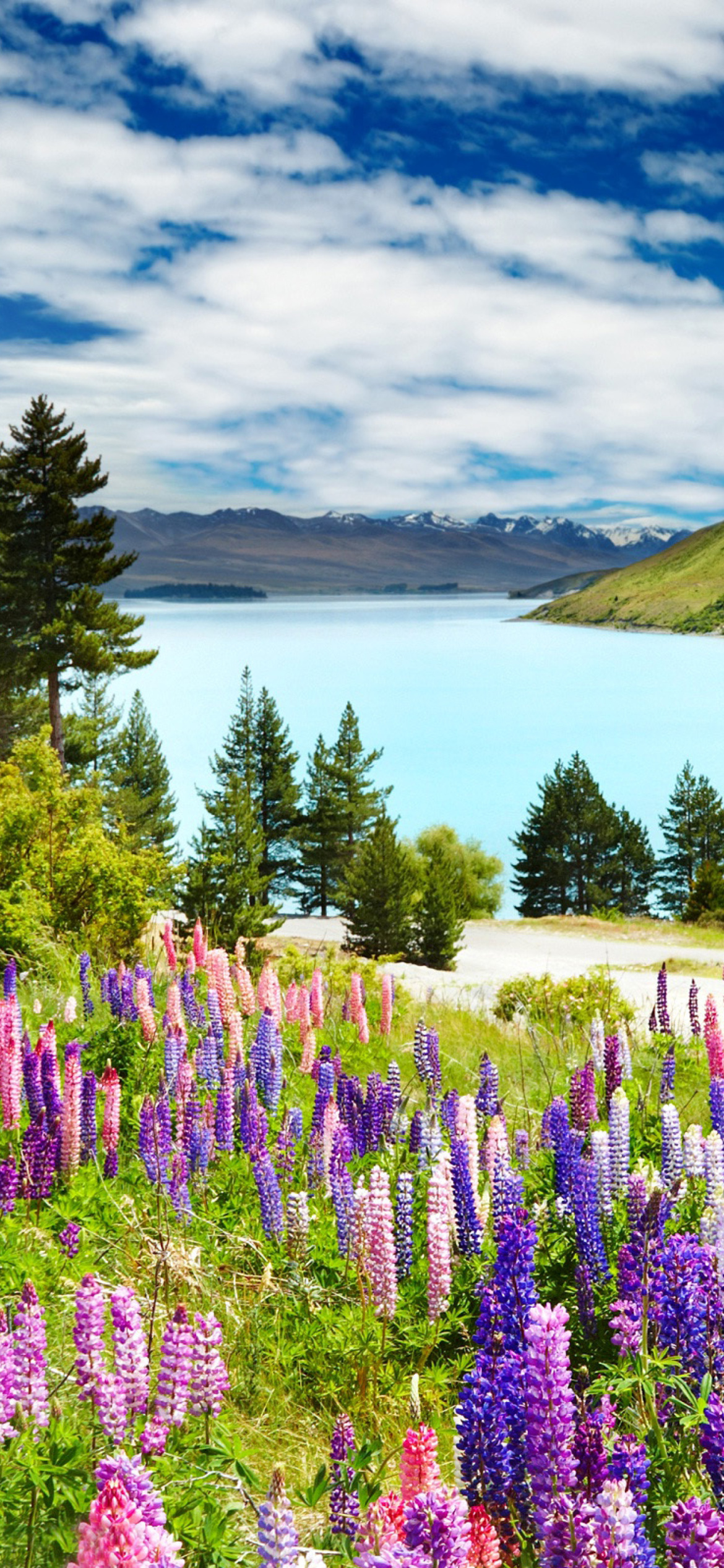 Sfondi Lavender flowers in England 1170x2532