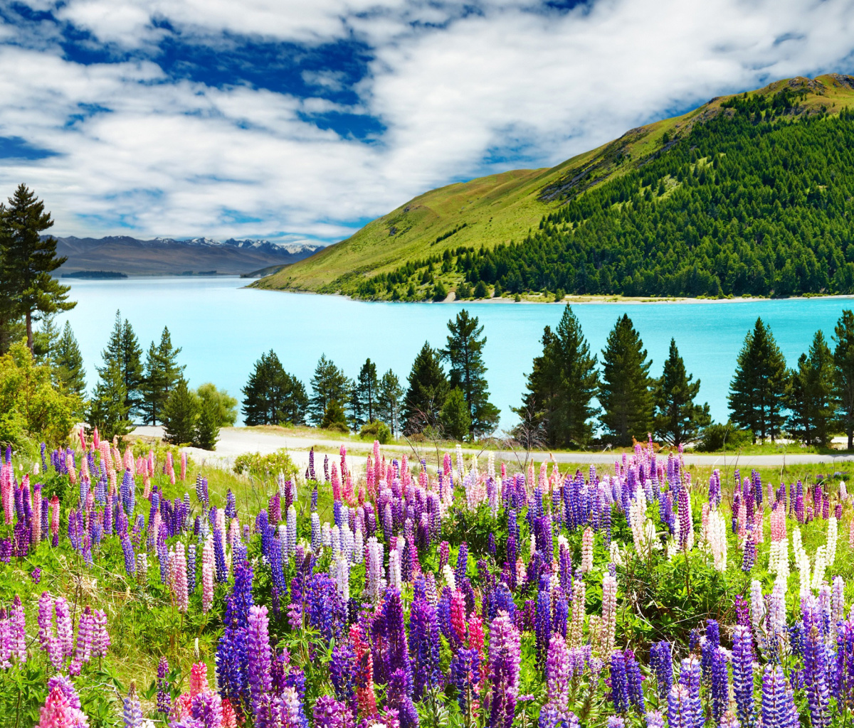 Fondo de pantalla Lavender flowers in England 1200x1024