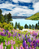 Lavender flowers in England screenshot #1 128x160