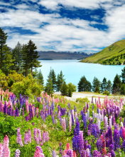 Lavender flowers in England screenshot #1 176x220