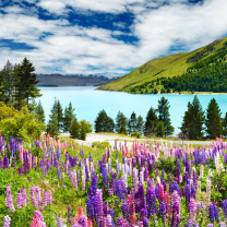 Lavender flowers in England wallpaper 208x208