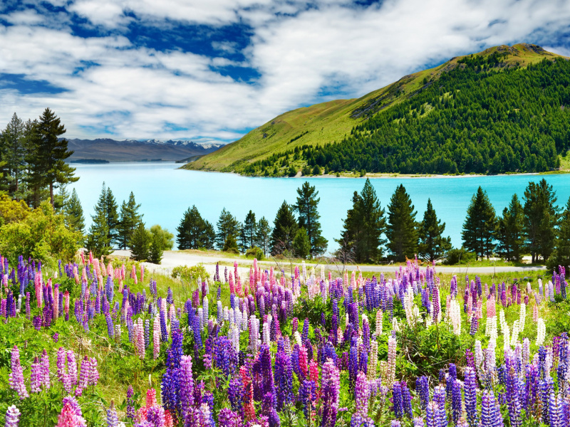 Das Lavender flowers in England Wallpaper 800x600