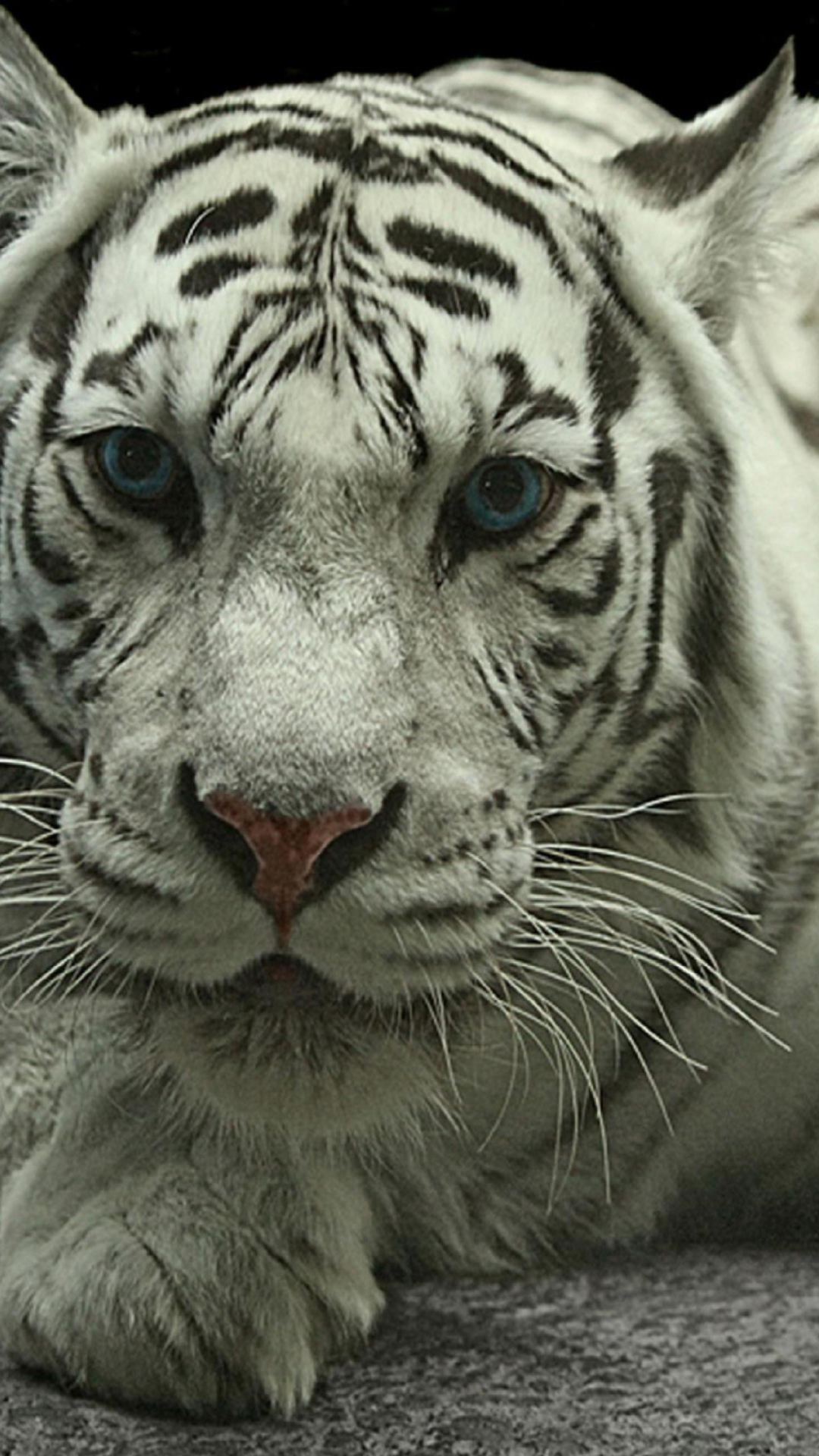 Sfondi White Tiger 1080x1920