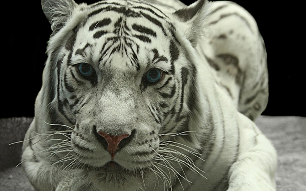 Sfondi White Tiger 1280x800