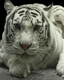 Fondo de pantalla White Tiger 128x160