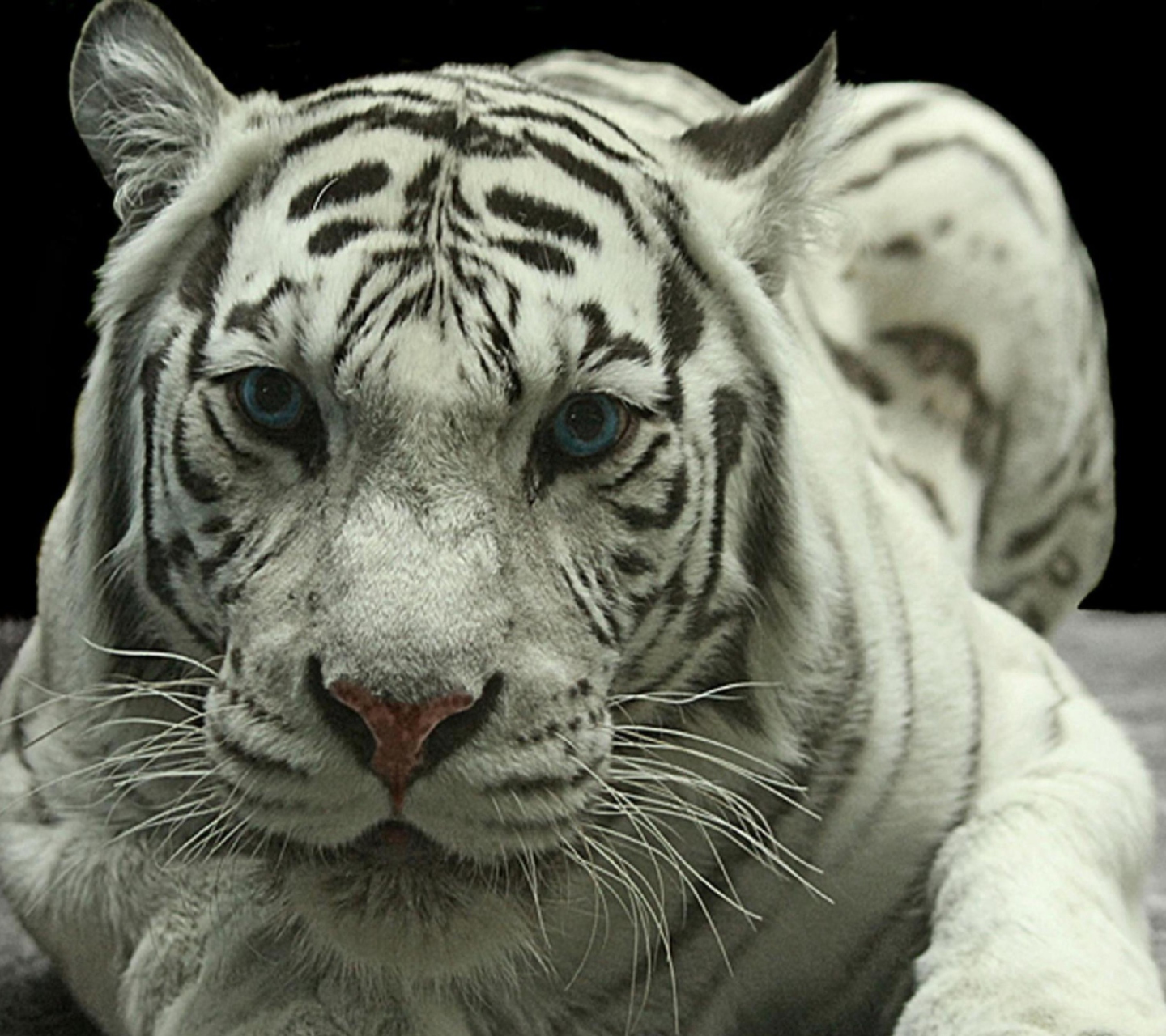 Fondo de pantalla White Tiger 1440x1280