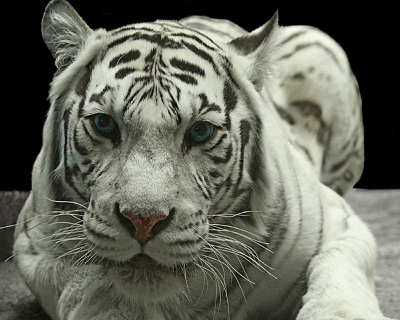Fondo de pantalla White Tiger 1600x1280