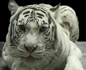 Fondo de pantalla White Tiger 176x144