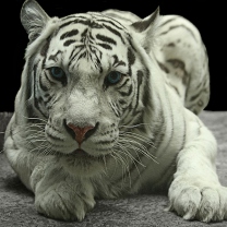 White Tiger screenshot #1 208x208