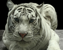 Обои White Tiger 220x176
