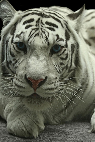 Fondo de pantalla White Tiger 320x480