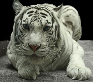 White Tiger - Obrázkek zdarma pro 1024x1024