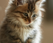 Sfondi Furry Kitten 176x144
