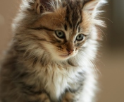 Das Furry Kitten Wallpaper 176x144