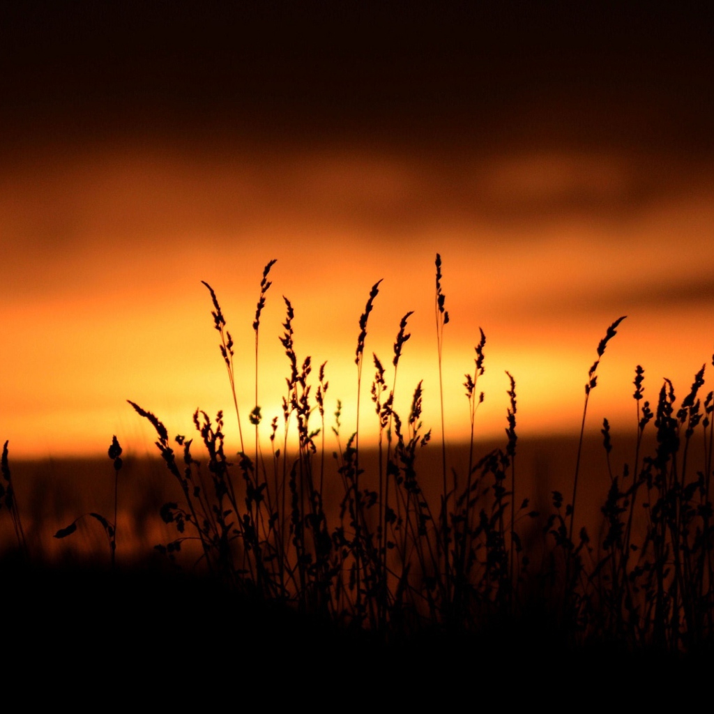 Sfondi Sunset Silhouettes 1024x1024