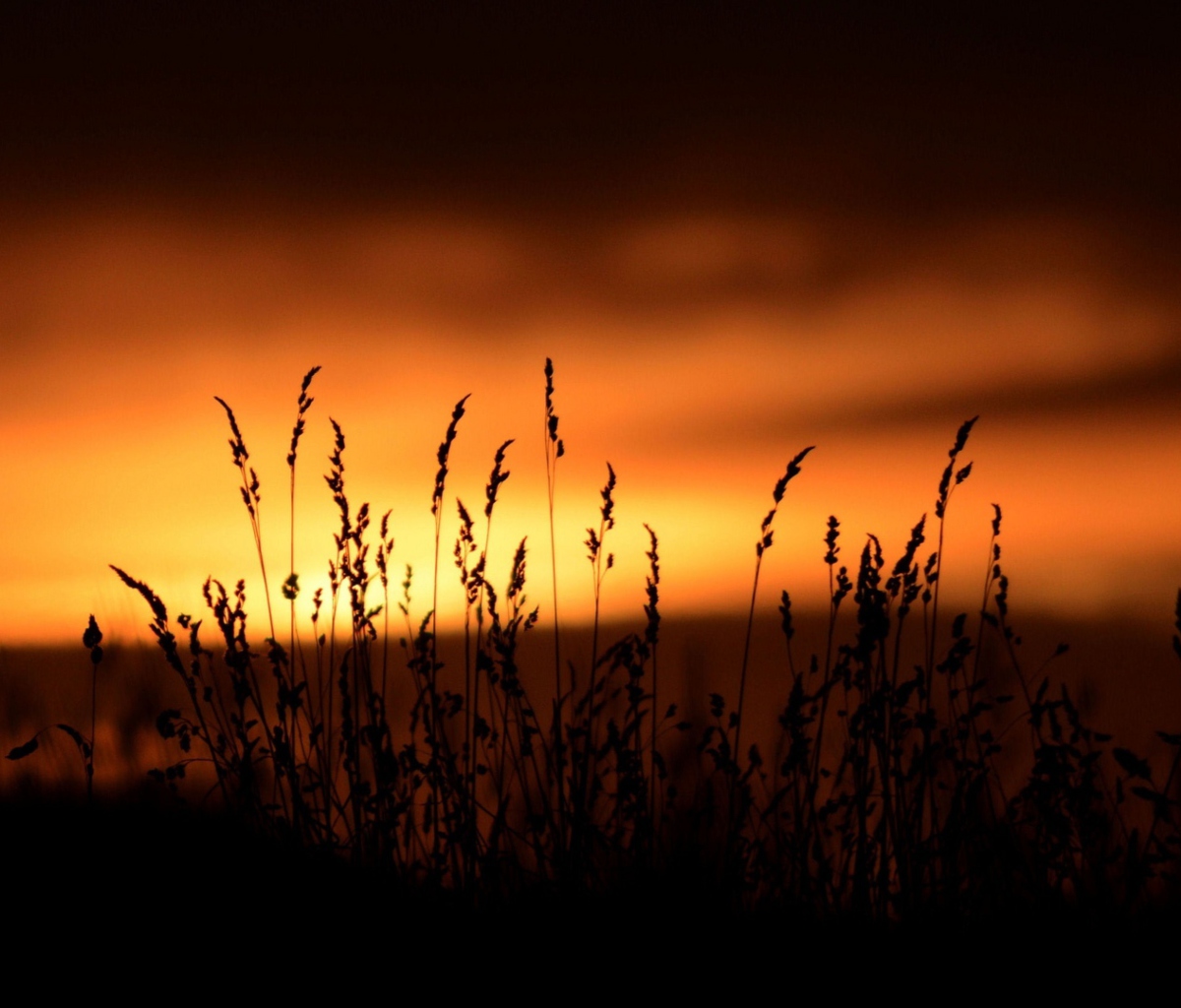 Sunset Silhouettes screenshot #1 1200x1024