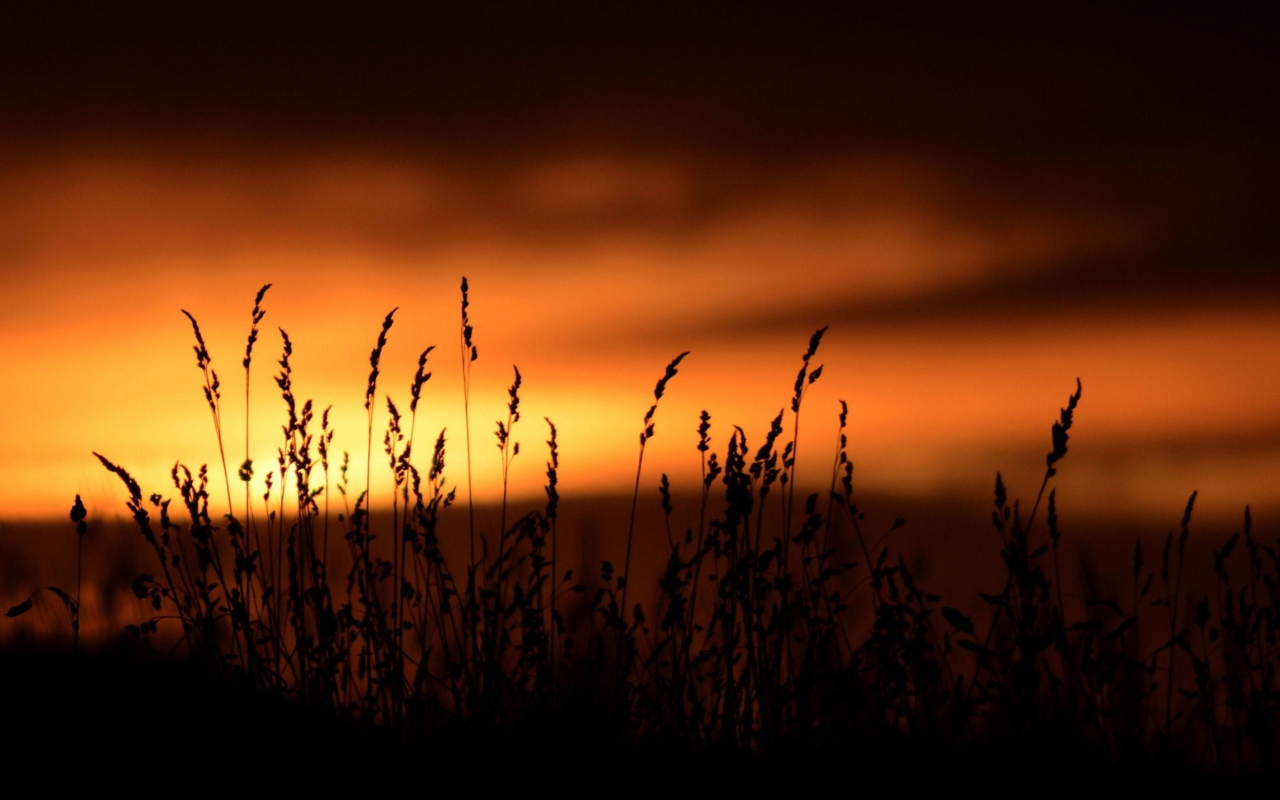 Sunset Silhouettes wallpaper 1280x800