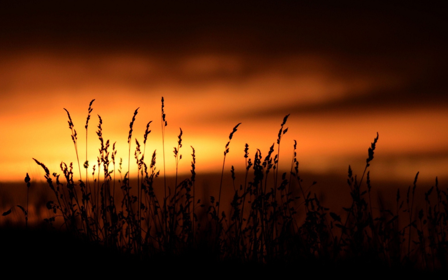 Sfondi Sunset Silhouettes 1440x900