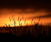 Fondo de pantalla Sunset Silhouettes 176x144