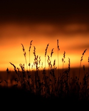 Sunset Silhouettes screenshot #1 176x220