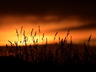 Sunset Silhouettes screenshot #1 320x240