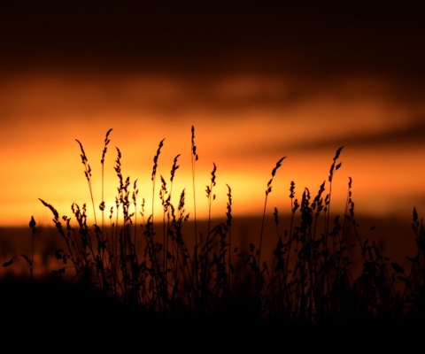 Sunset Silhouettes screenshot #1 480x400